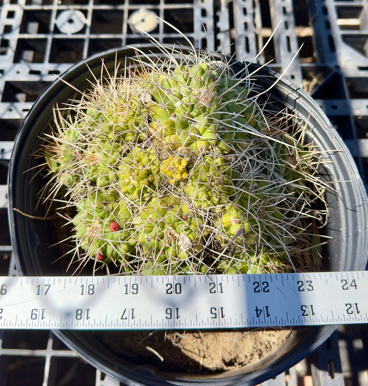 Mammillaria compressa - Mother of Hundreds SH15
