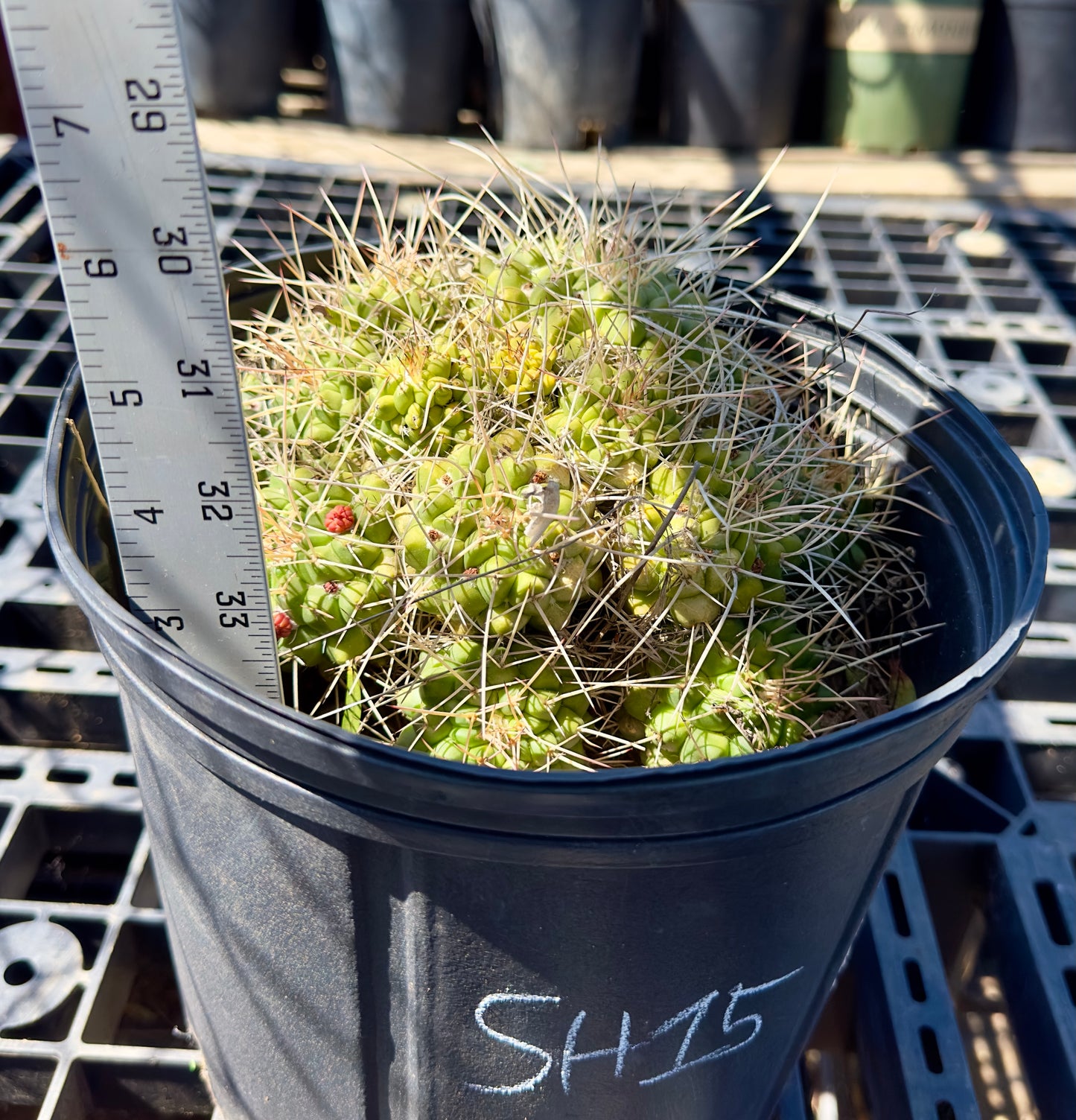 Mammillaria compressa - Mother of Hundreds SH15