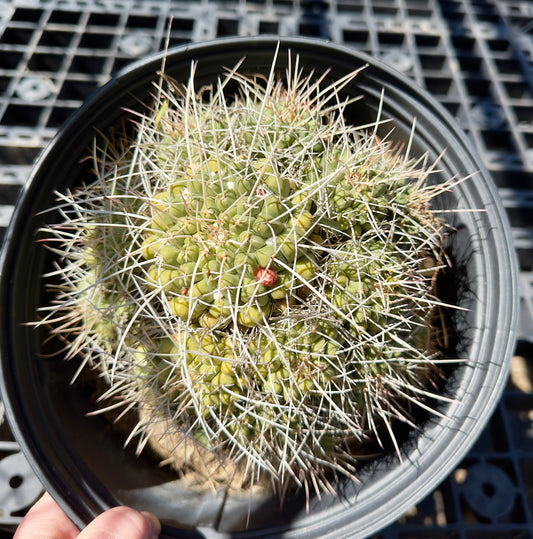 Mammillaria compressa - Mother of Hundreds SH16