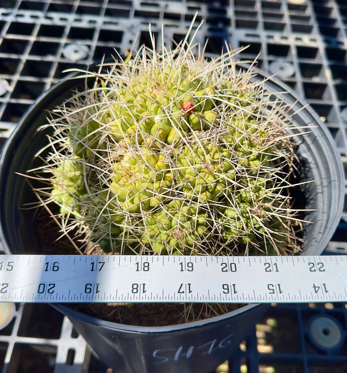 Mammillaria compressa - Mother of Hundreds SH16