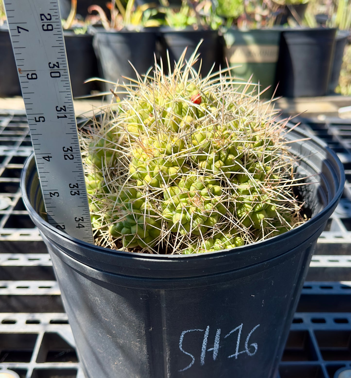 Mammillaria compressa - Mother of Hundreds SH16