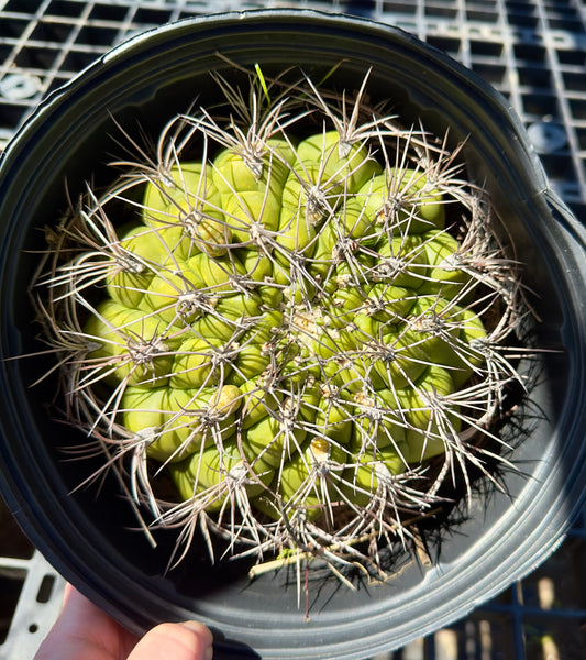 Gymnocalycium saglionis - Giant Chin Cactus SH17