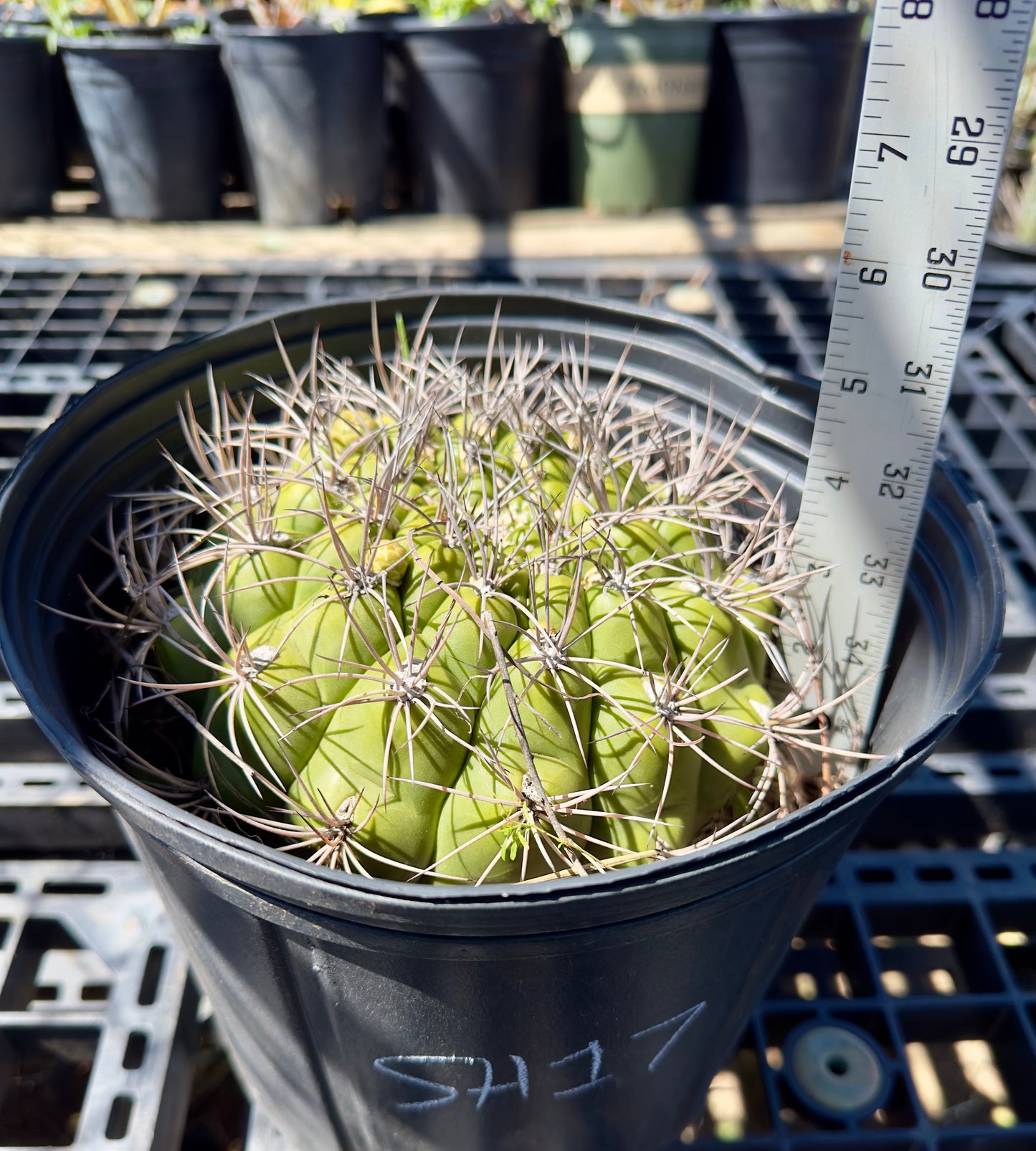 Gymnocalycium saglionis - Giant Chin Cactus SH17