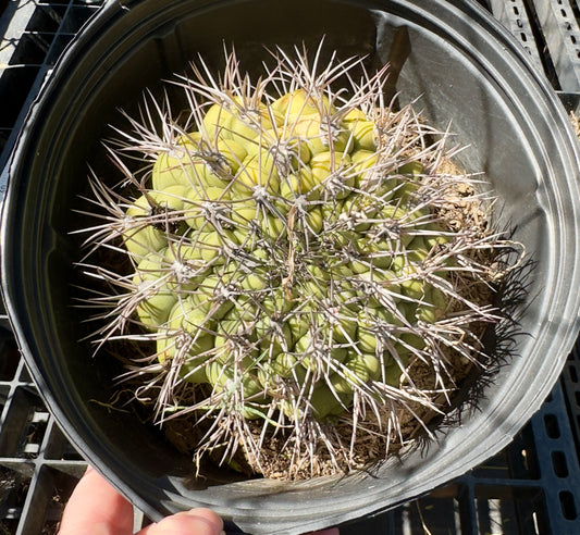 Gymnocalycium saglionis - Giant Chin Cactus SH18