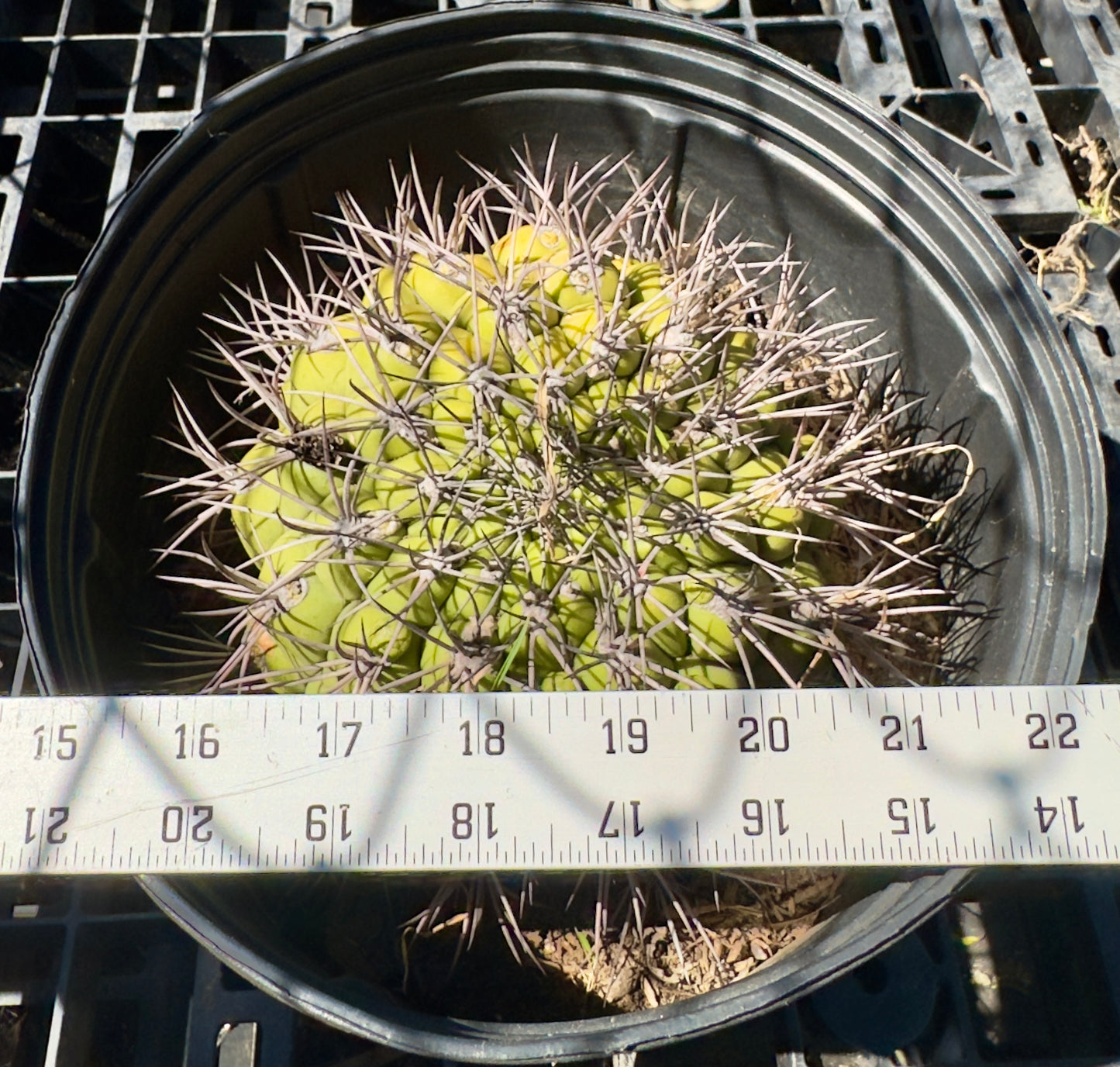 Gymnocalycium saglionis - Giant Chin Cactus SH18