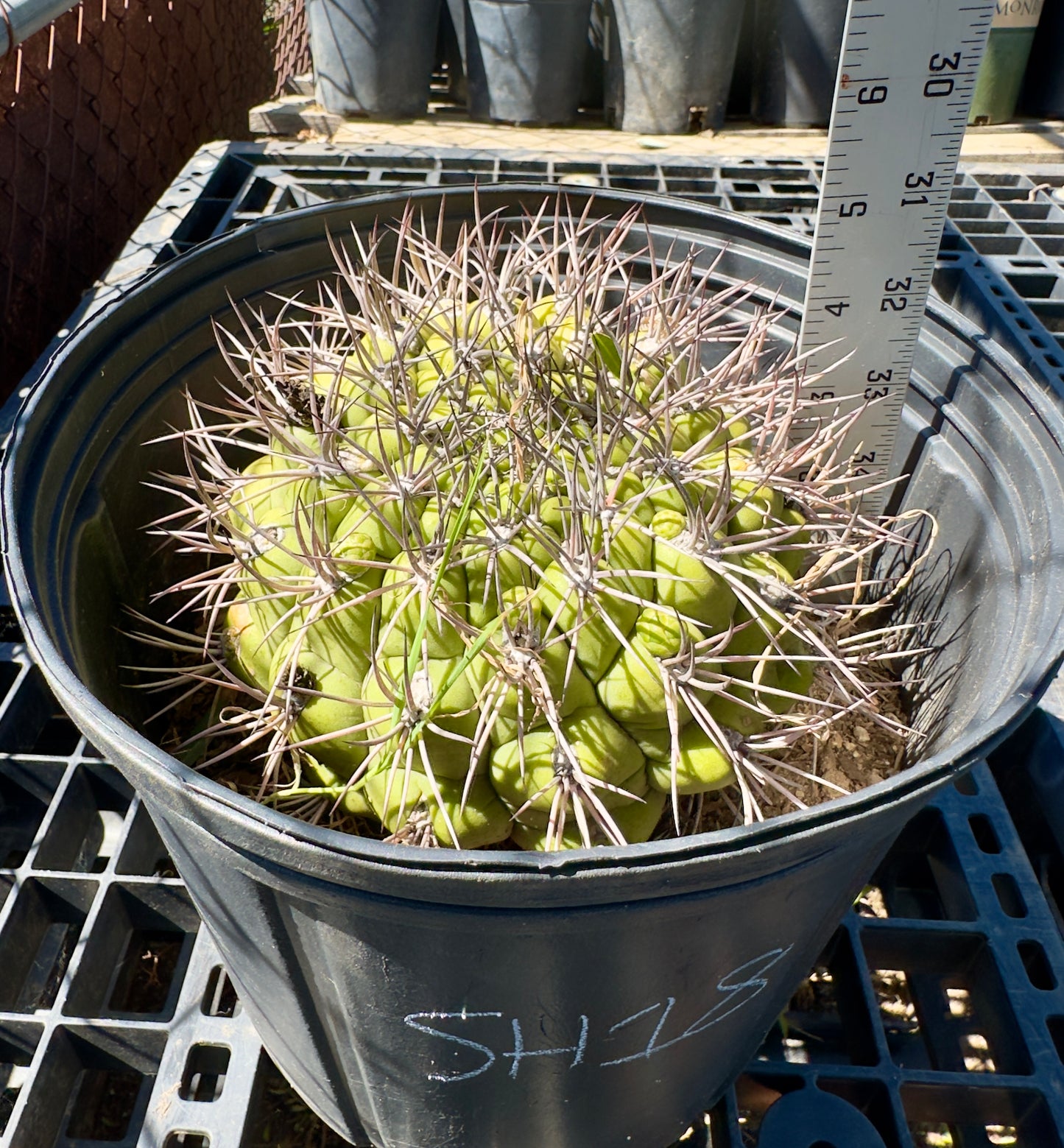 Gymnocalycium saglionis - Giant Chin Cactus SH18