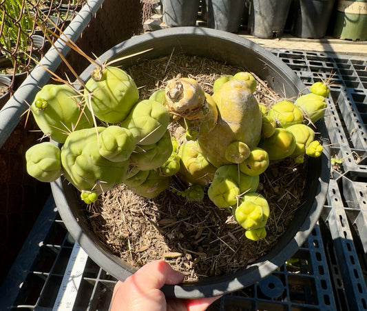 Monstrose Cactus SH22