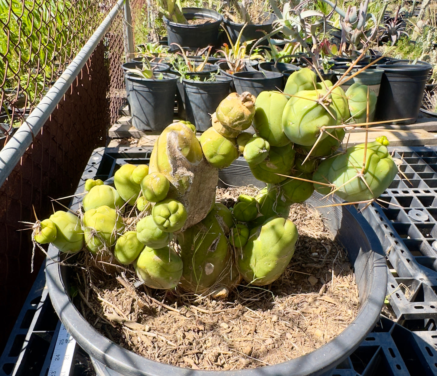 Monstrose Cactus SH22
