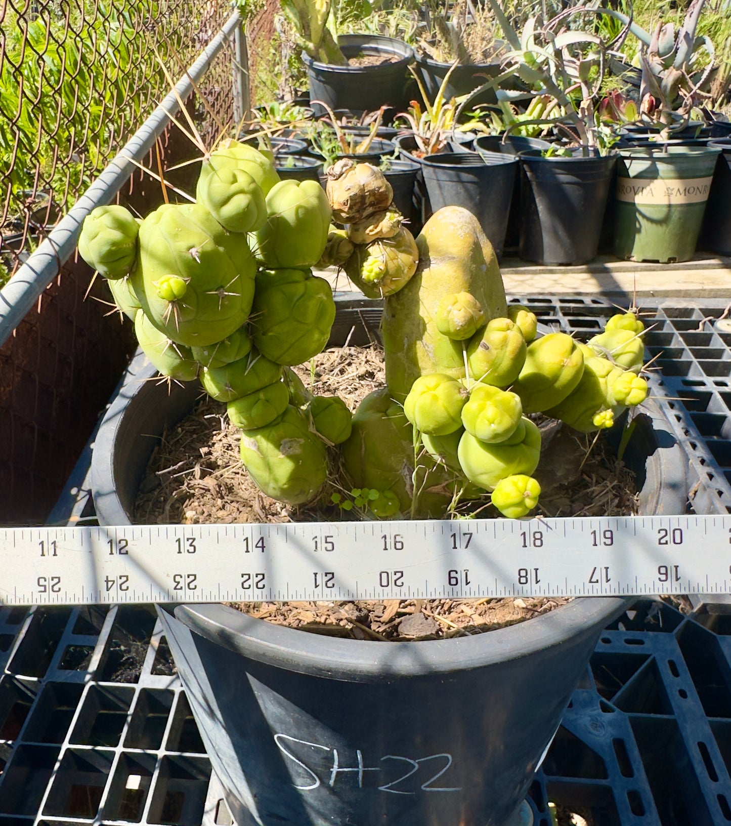 Monstrose Cactus SH22