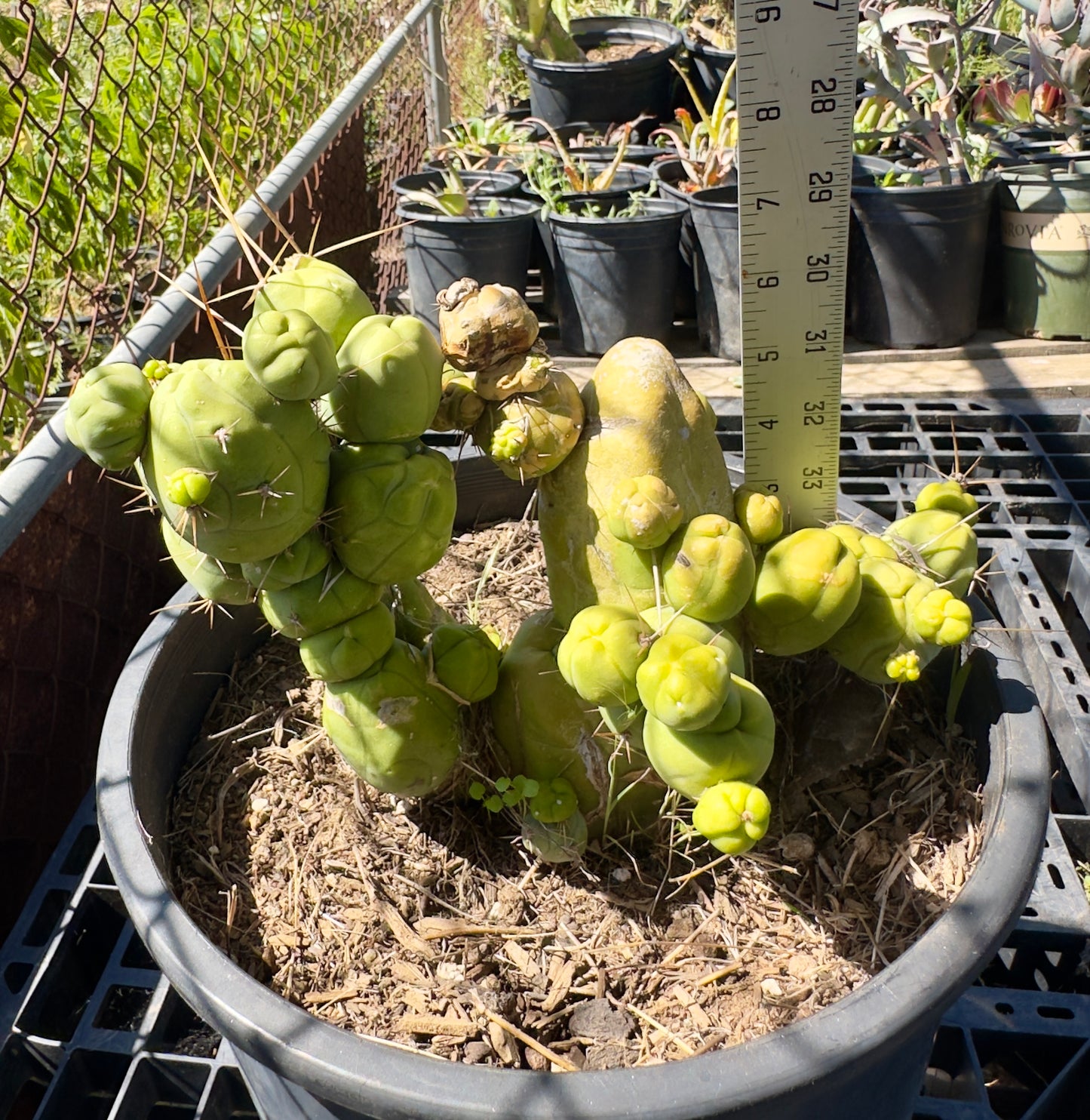 Monstrose Cactus SH22