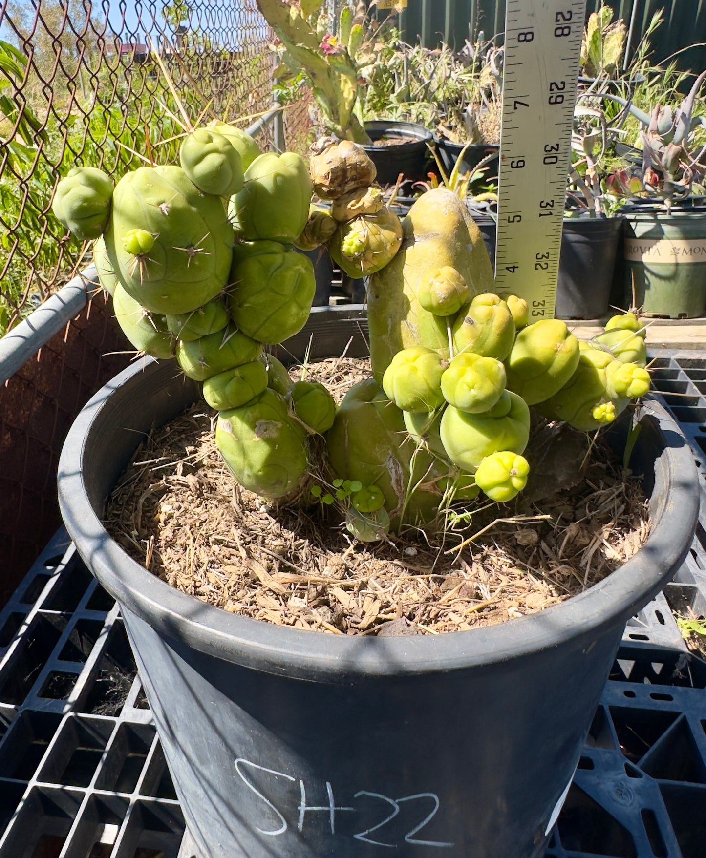 Monstrose Cactus SH22