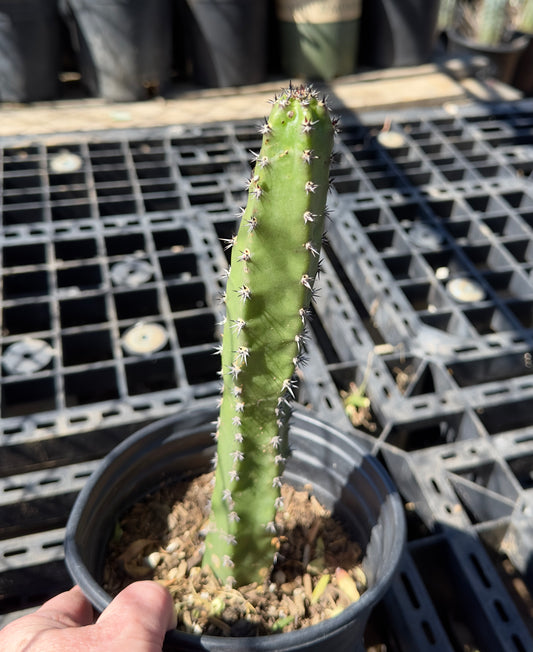 Harrisia jusbertii SH31