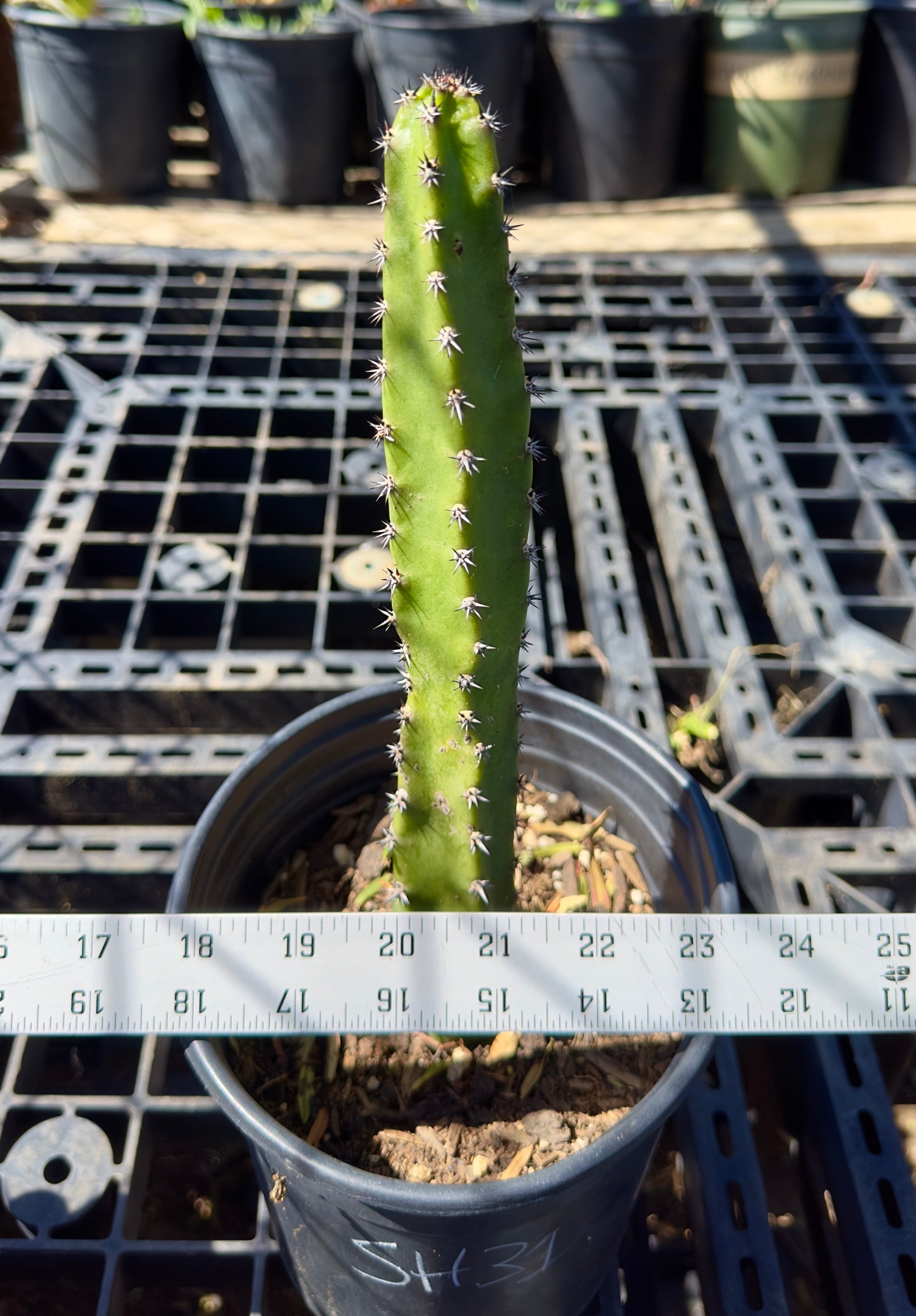 Harrisia jusbertii - Queen of the Night Cactus SH31