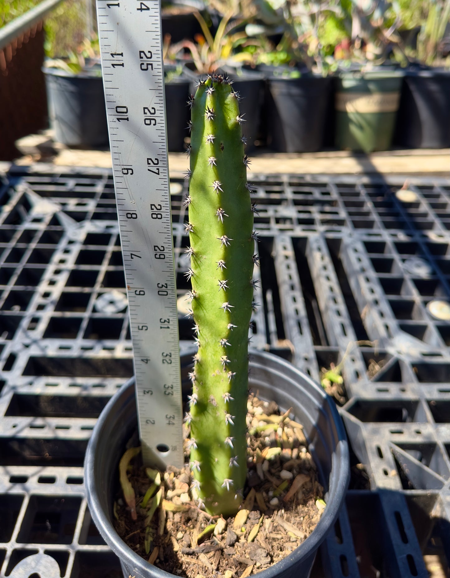 Harrisia jusbertii - Queen of the Night Cactus SH31