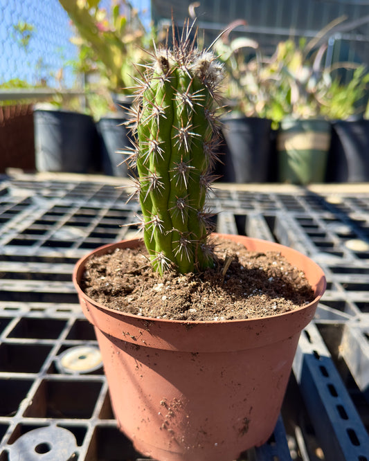 Cleistocactus fieldianus SH32