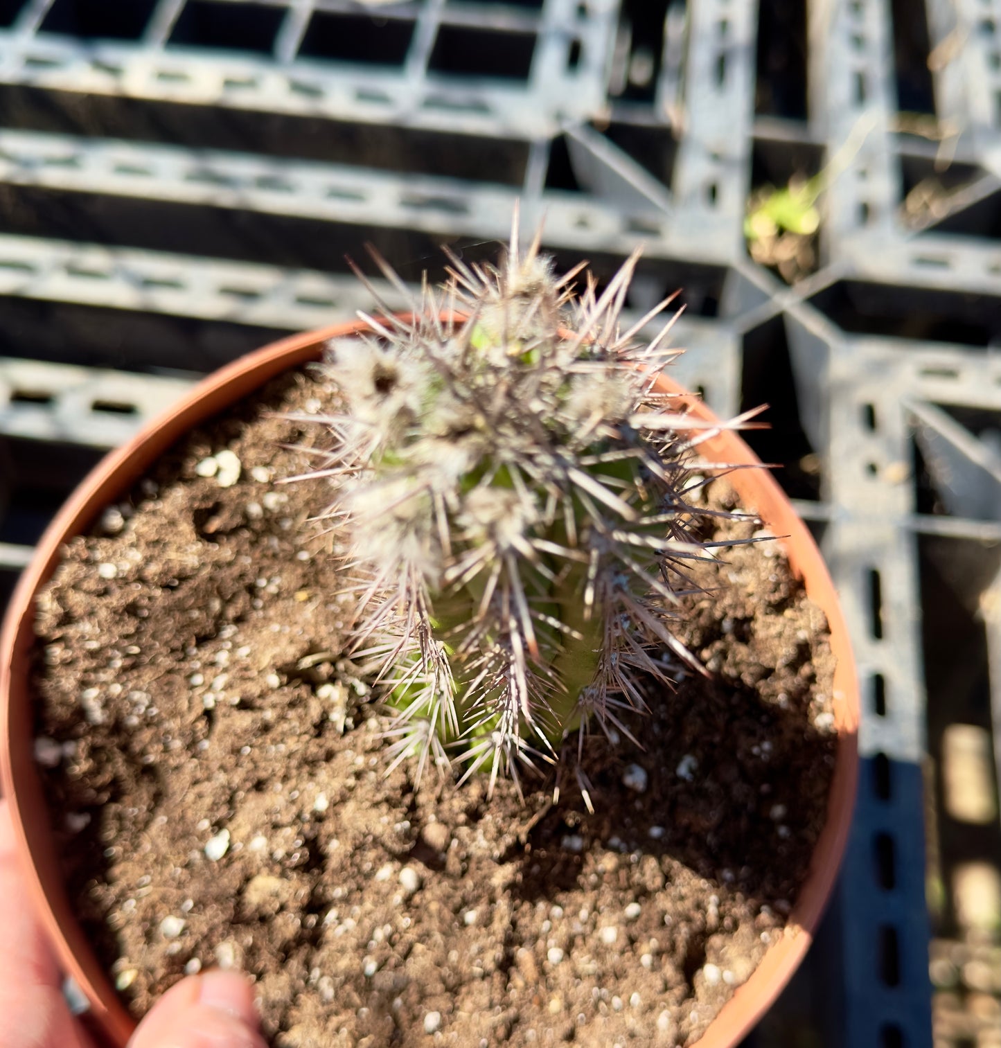 Cleistocactus fieldianus SH32