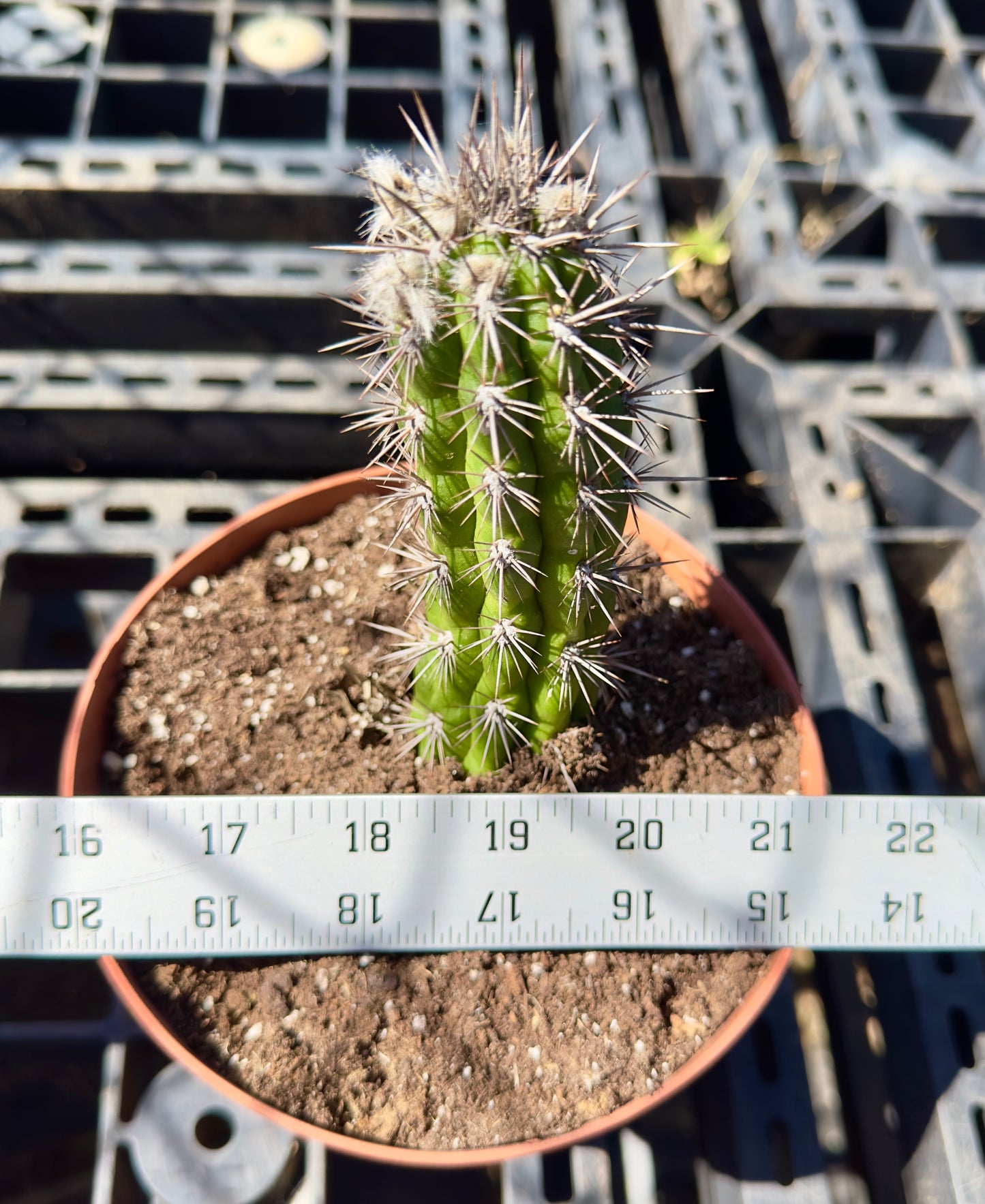 Cleistocactus fieldianus SH32