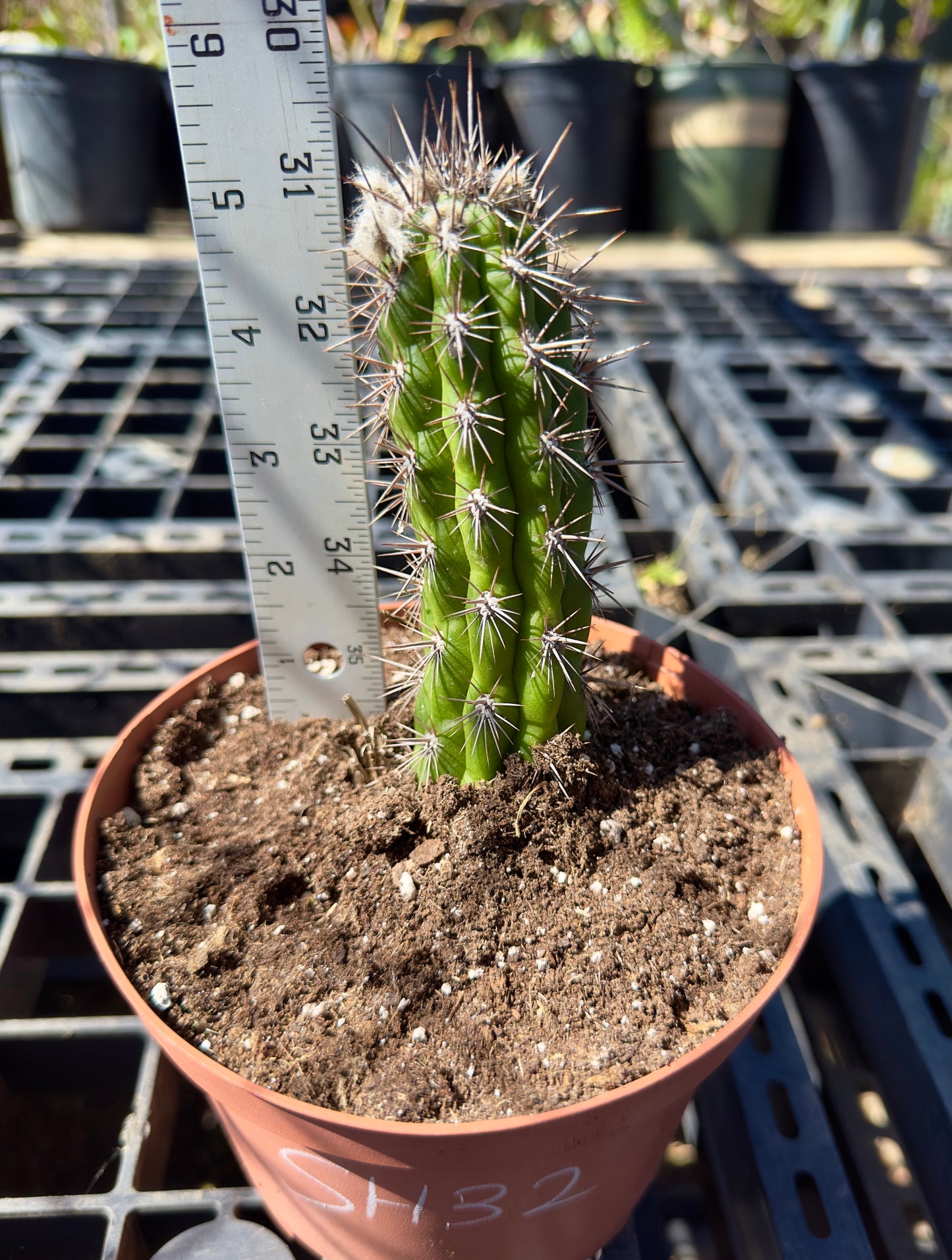 Cleistocactus fieldianus SH32