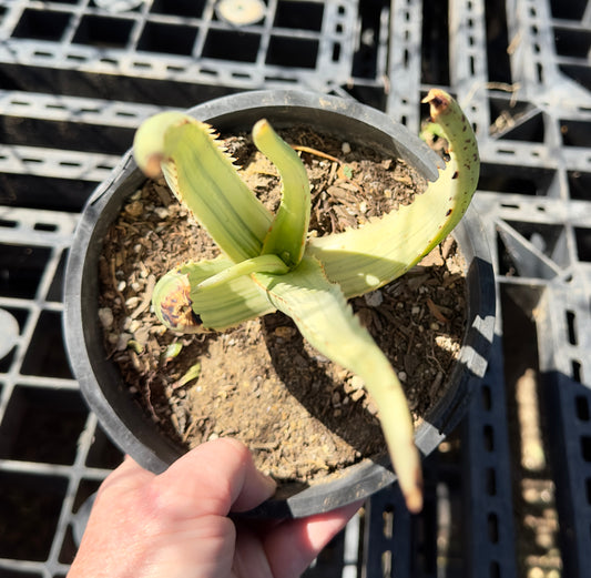 Variegated Aloe camperi 'Jennifer' SH33