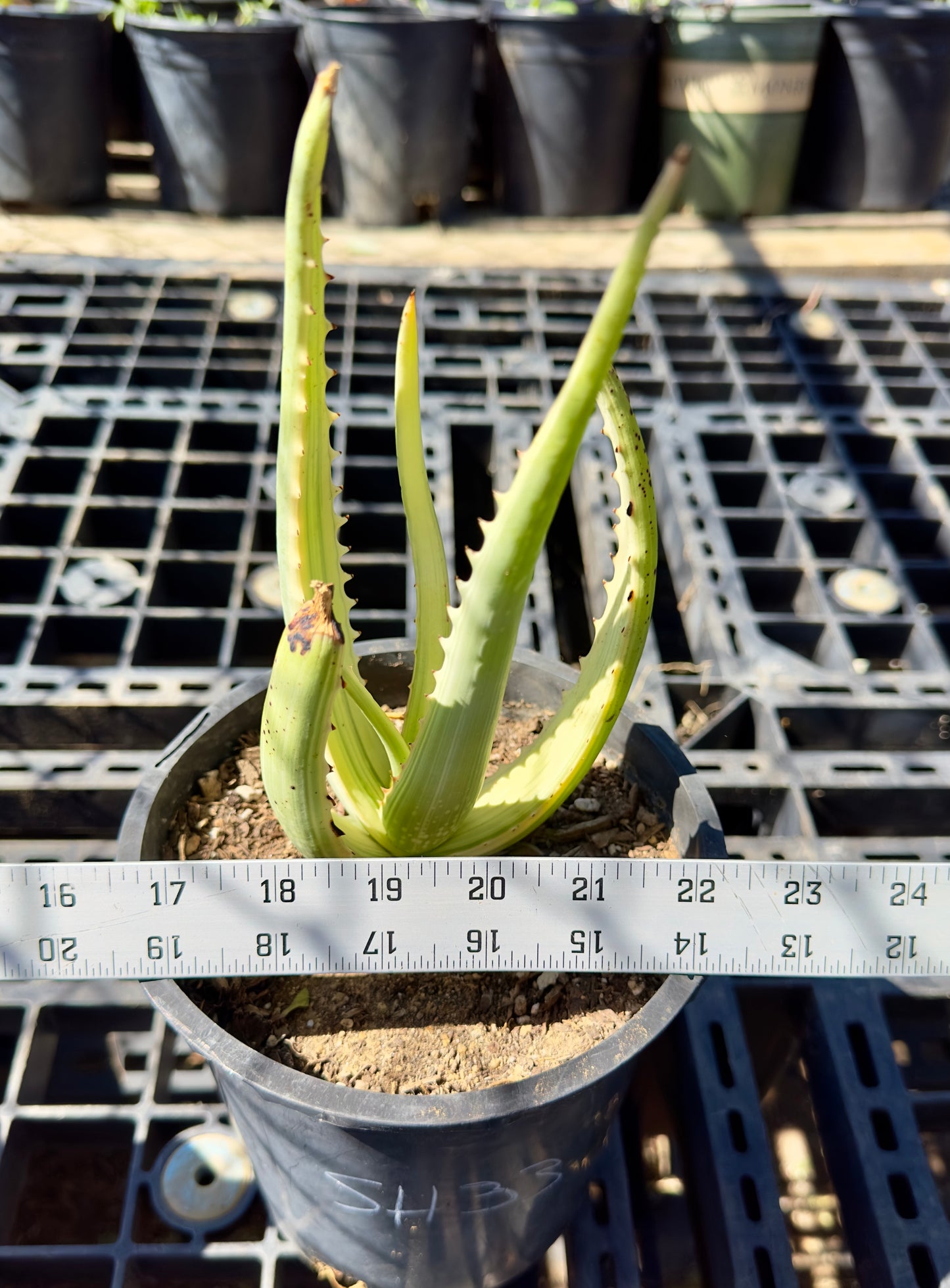 Variegated Aloe camperi 'Jennifer' SH33