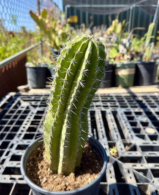 Stenocereus griseus - Mexican Organ Pipe Cactus SH35