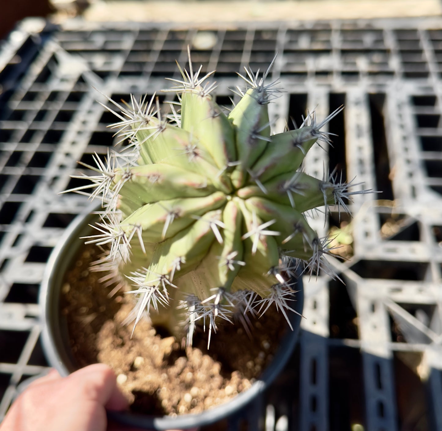 Stenocereus griseus - Mexican Organ Pipe Cactus SH35