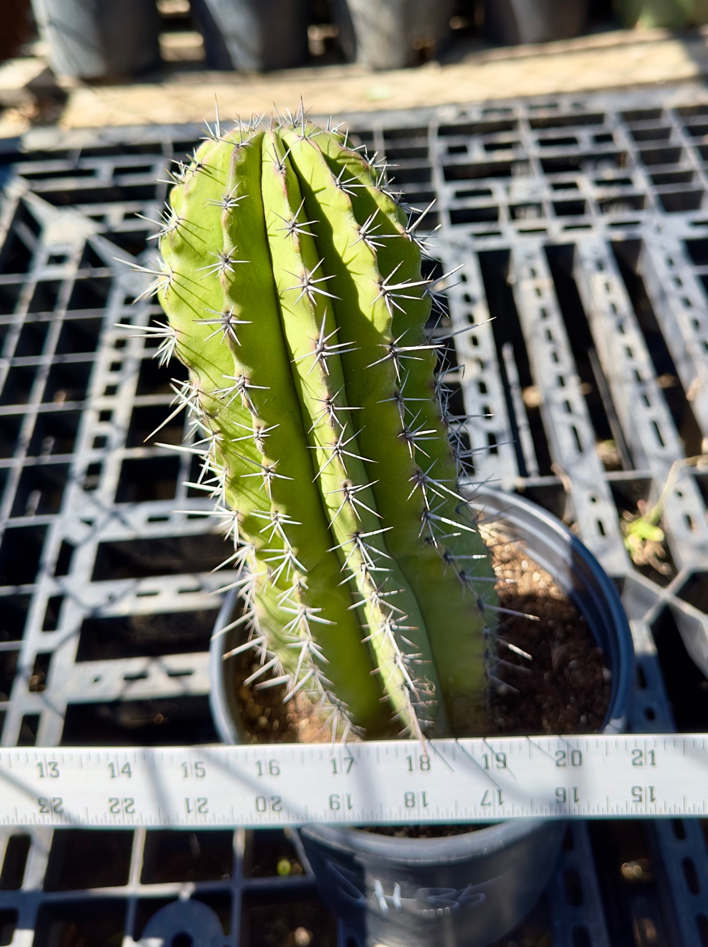 Stenocereus griseus - Mexican Organ Pipe Cactus SH35
