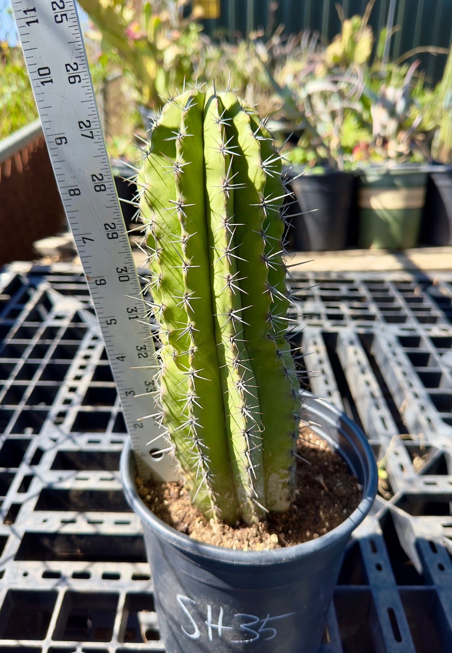 Stenocereus griseus - Mexican Organ Pipe Cactus SH35