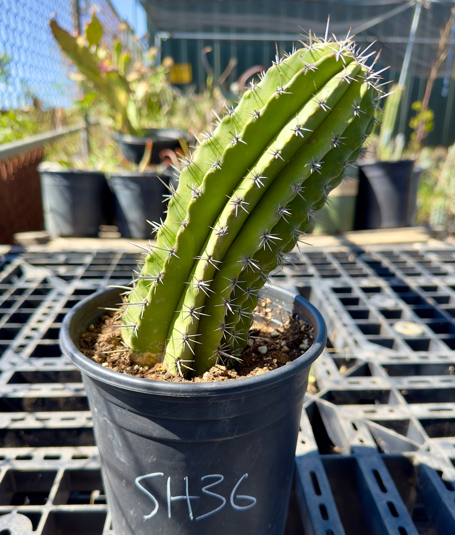 Stenocereus griseus - Mexican Organ Pipe Cactus SH36
