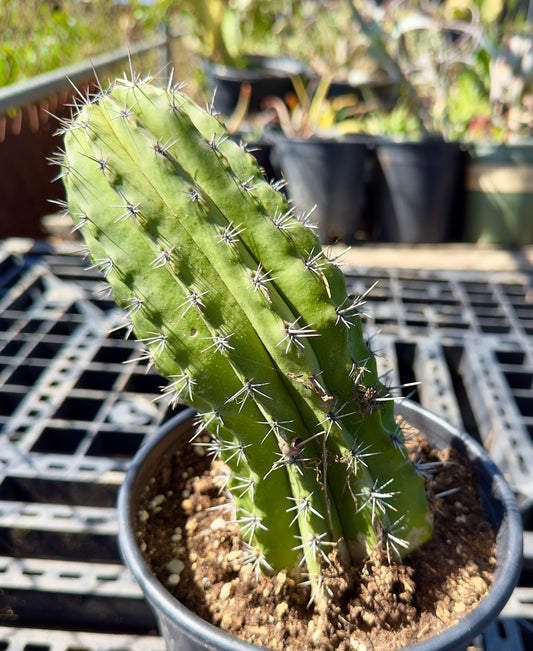 Stenocereus griseus - Mexican Organ Pipe Cactus SH36