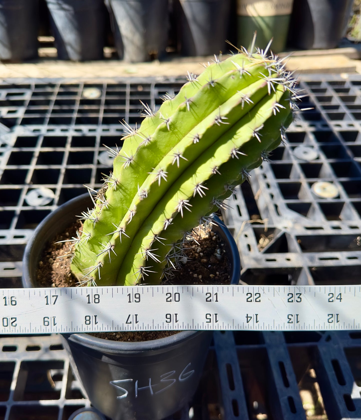 Stenocereus griseus - Mexican Organ Pipe Cactus SH36