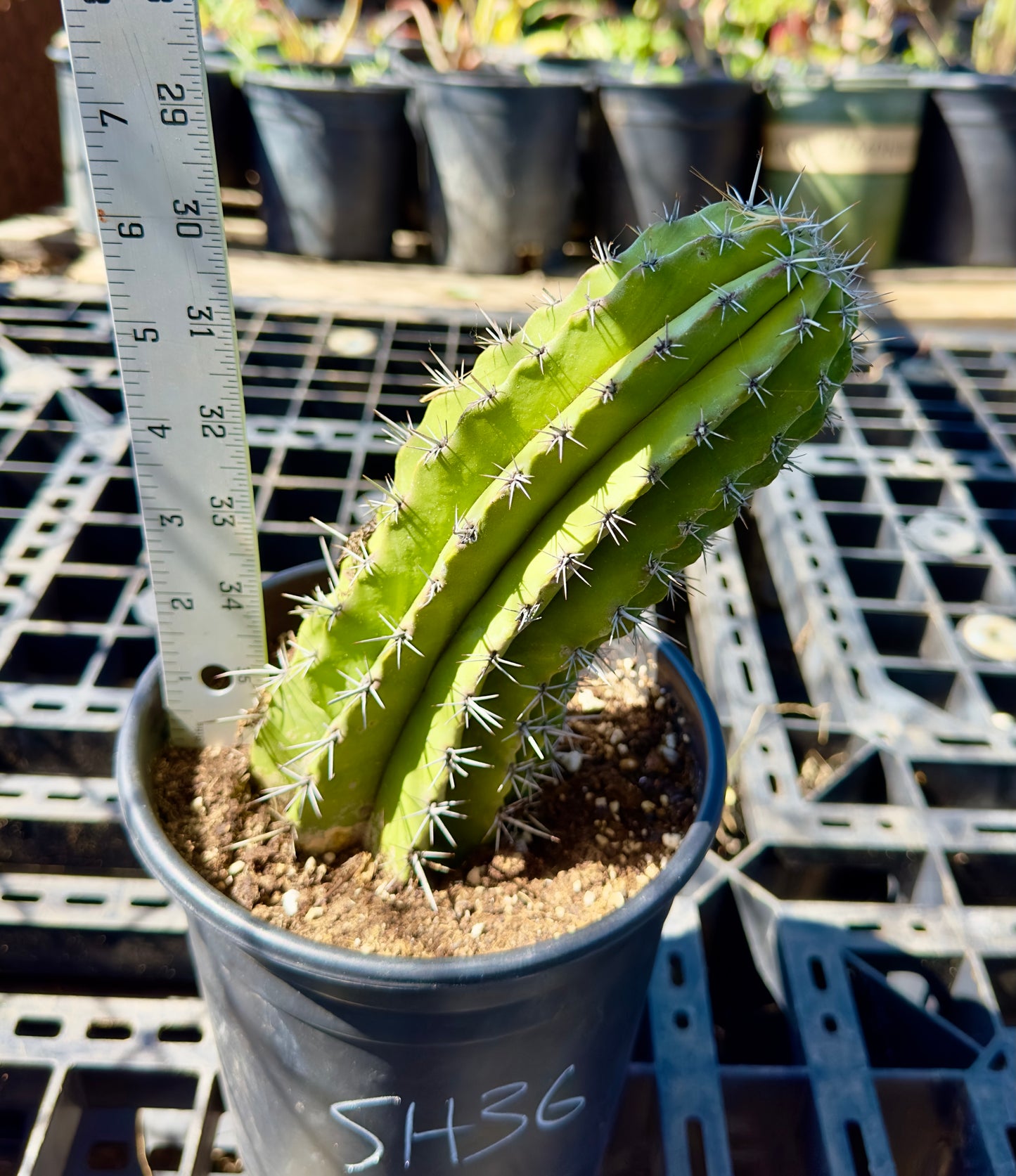 Stenocereus griseus - Mexican Organ Pipe Cactus SH36