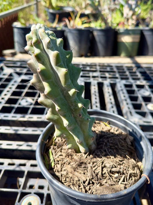 Stenocereus beneckei SH37