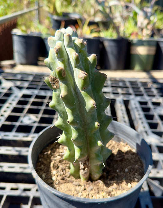 Stenocereus beneckei SH38