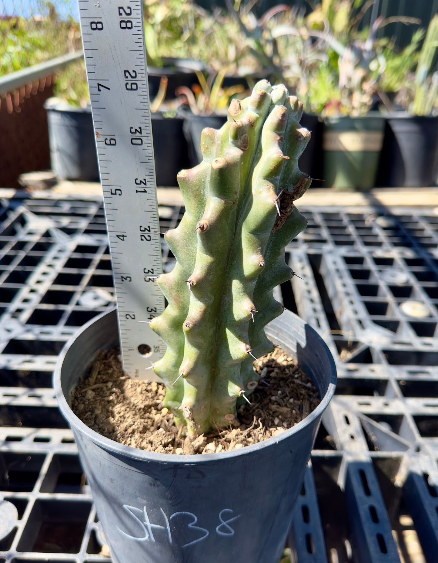 Stenocereus beneckei SH38