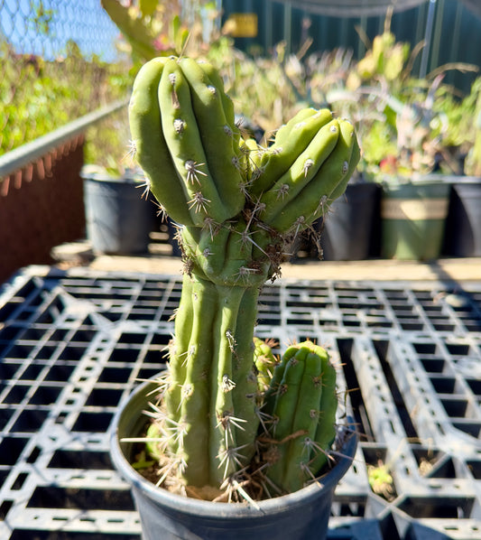 Verne's Glaucus SH39
