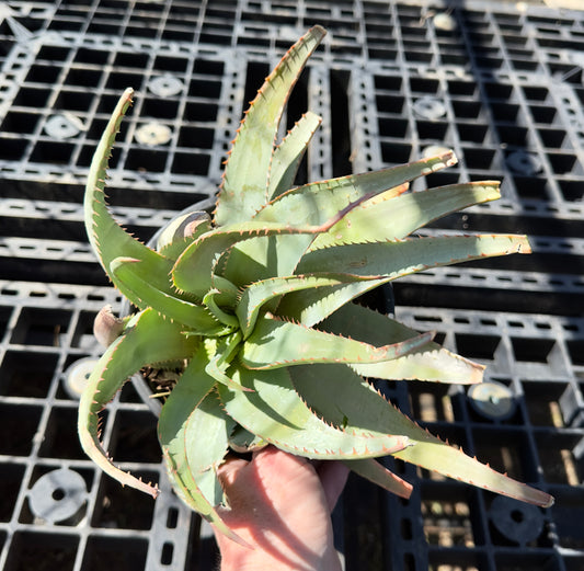 Aloe glauca - Blue Aloe A64