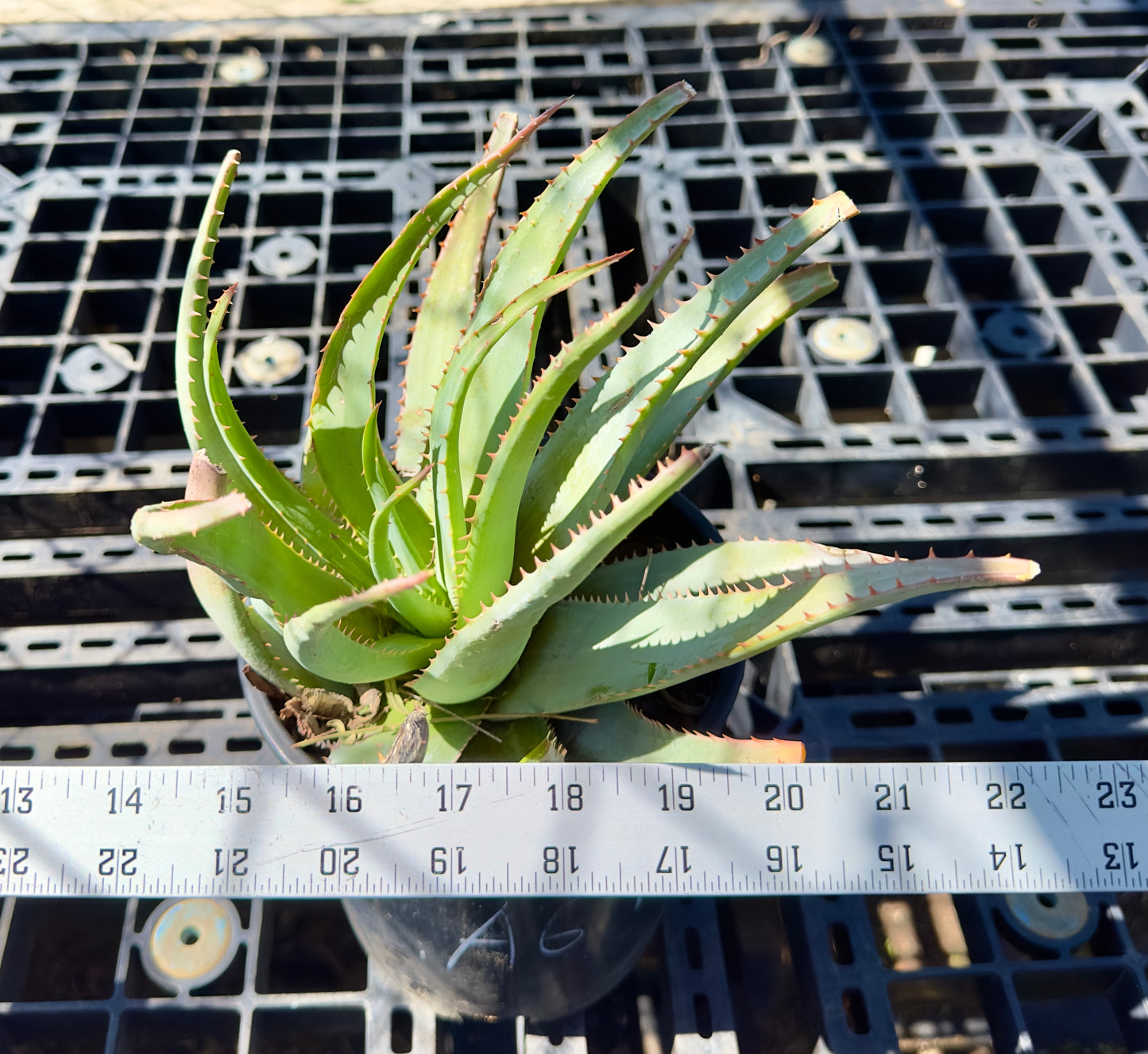 Aloe glauca - Blue Aloe A64