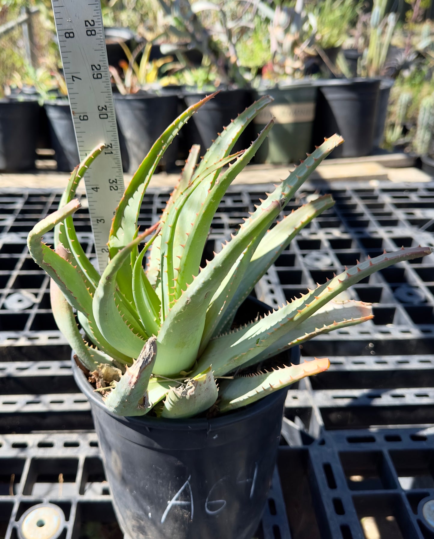 Aloe glauca - Blue Aloe A64