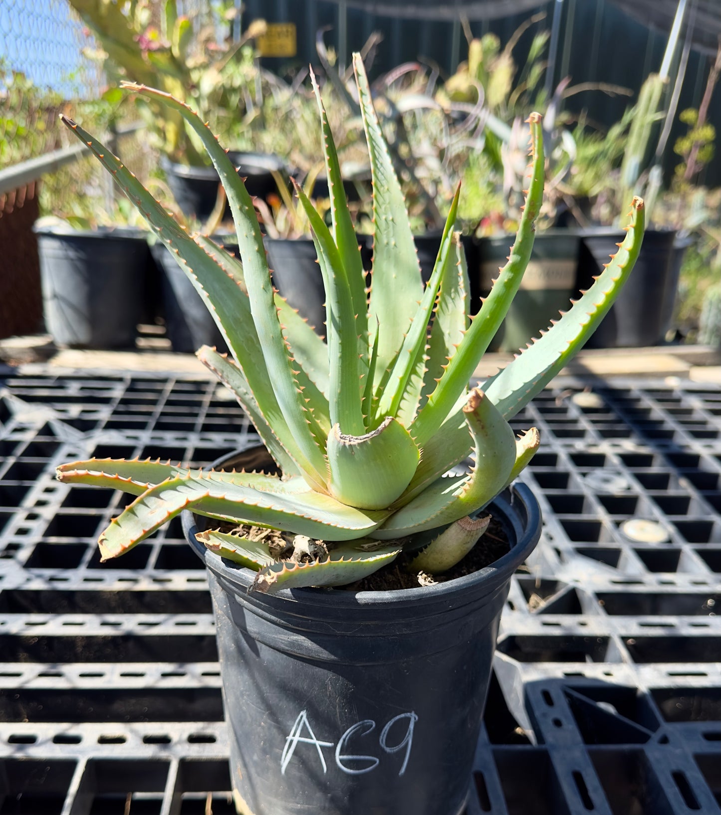Aloe glauca - Blue Aloe A69