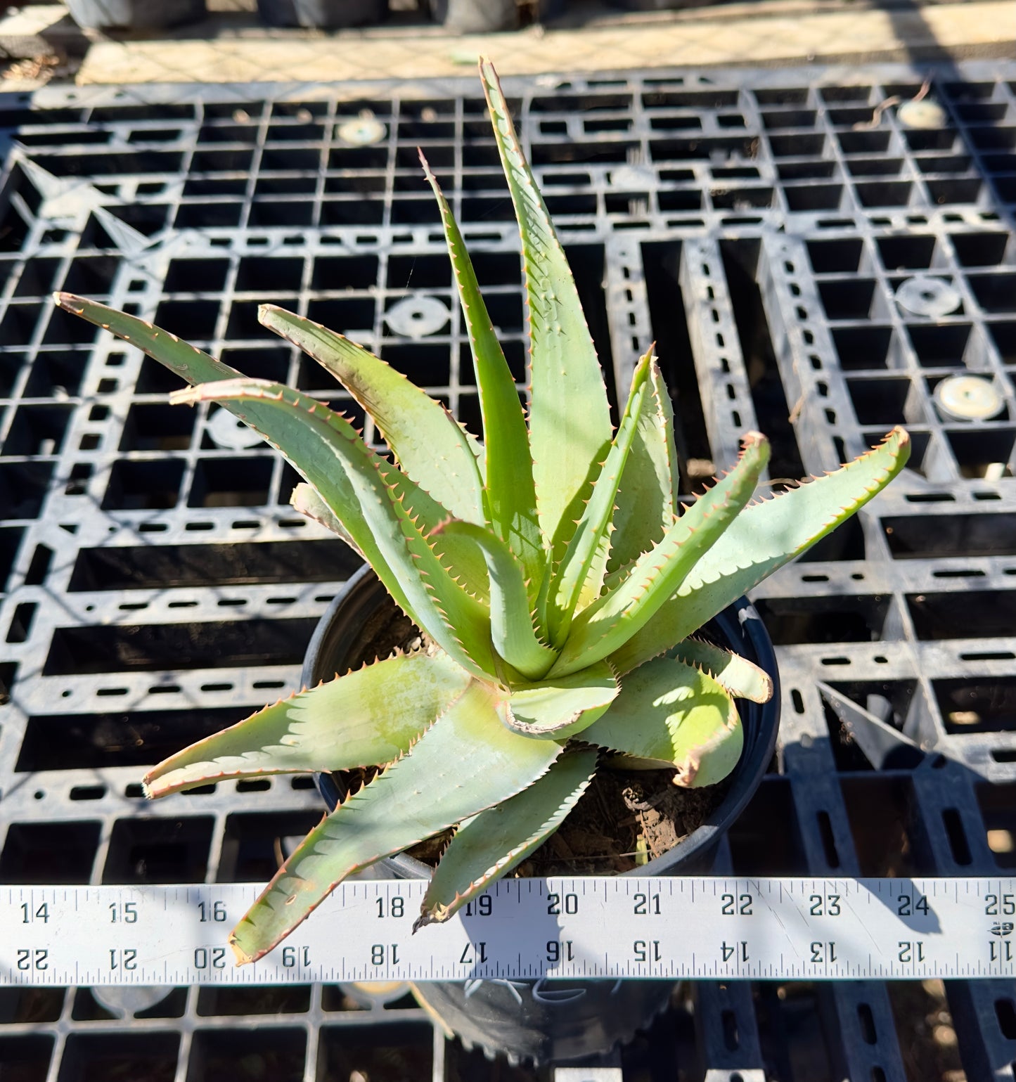 Aloe glauca - Blue Aloe A69