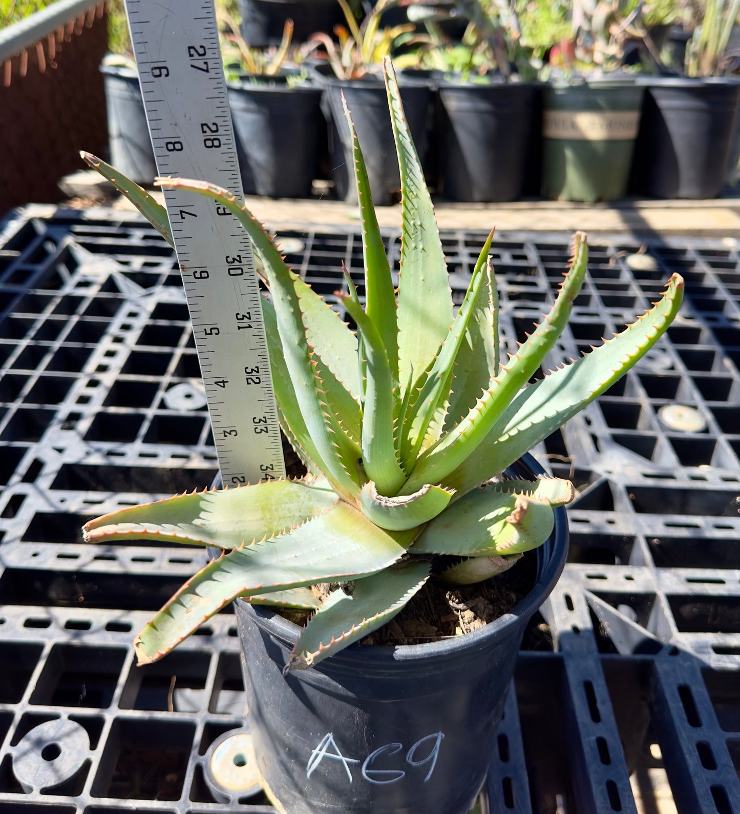 Aloe glauca - Blue Aloe A69