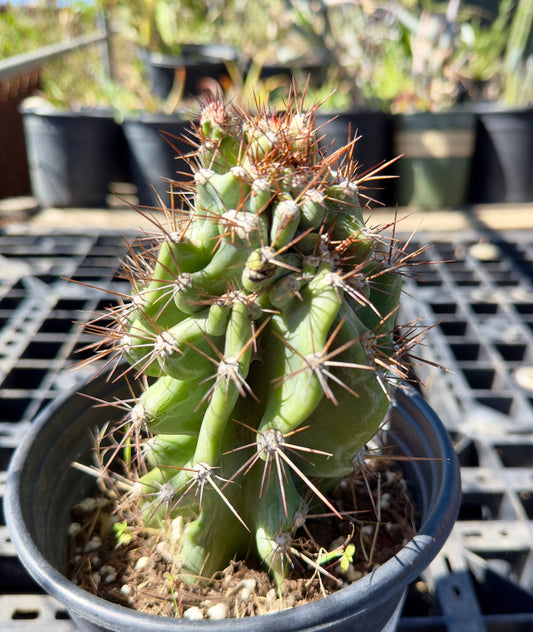 Peruvianus Monstrose 'Red Spine' SH40