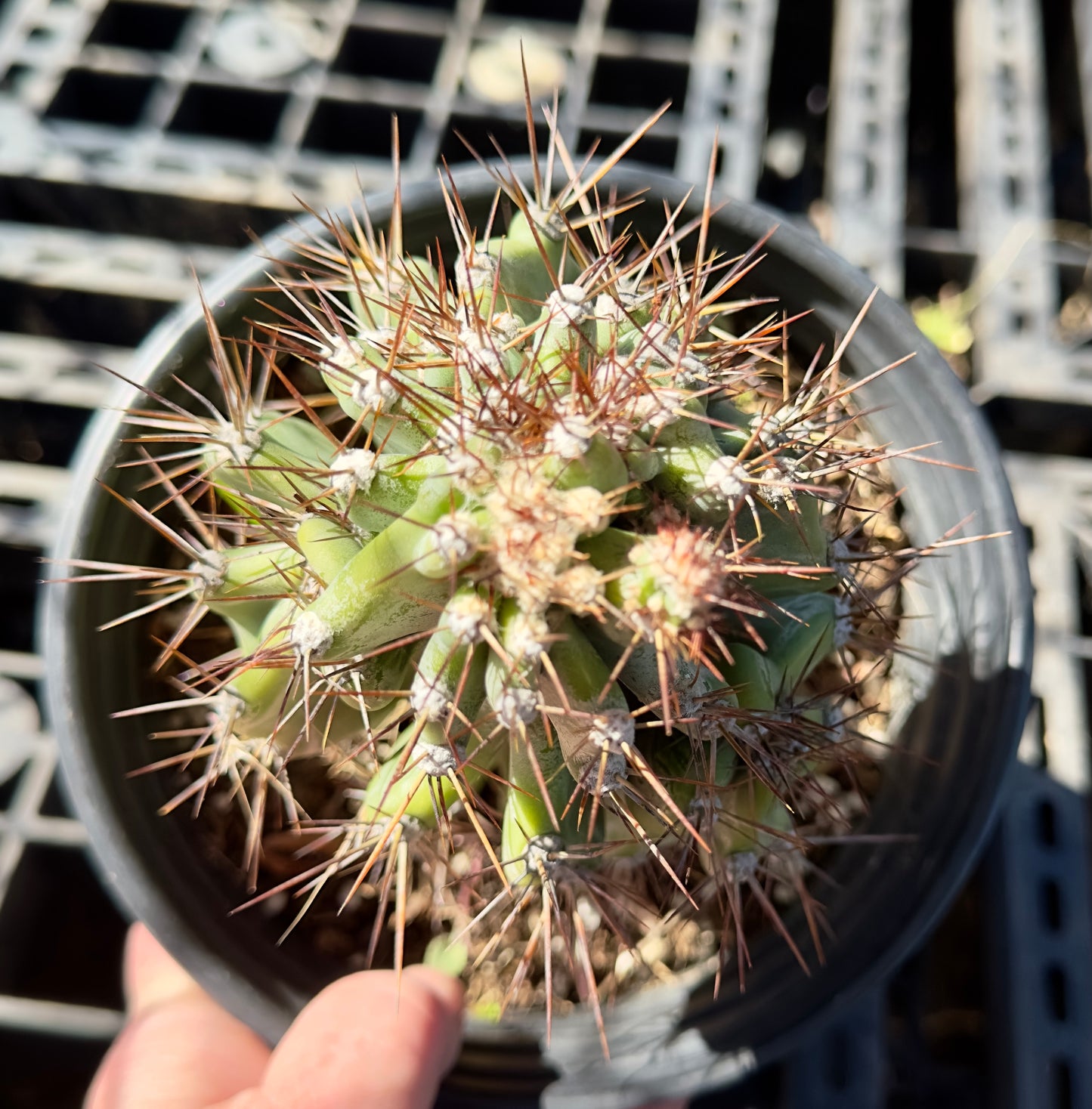 Peruvianus Monstrose 'Red Spine' SH40
