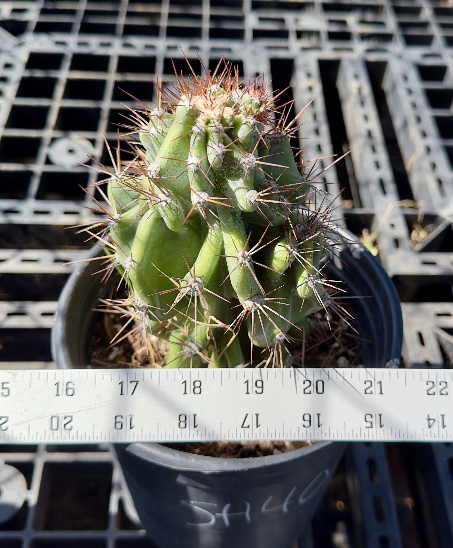 Peruvianus Monstrose 'Red Spine' SH40