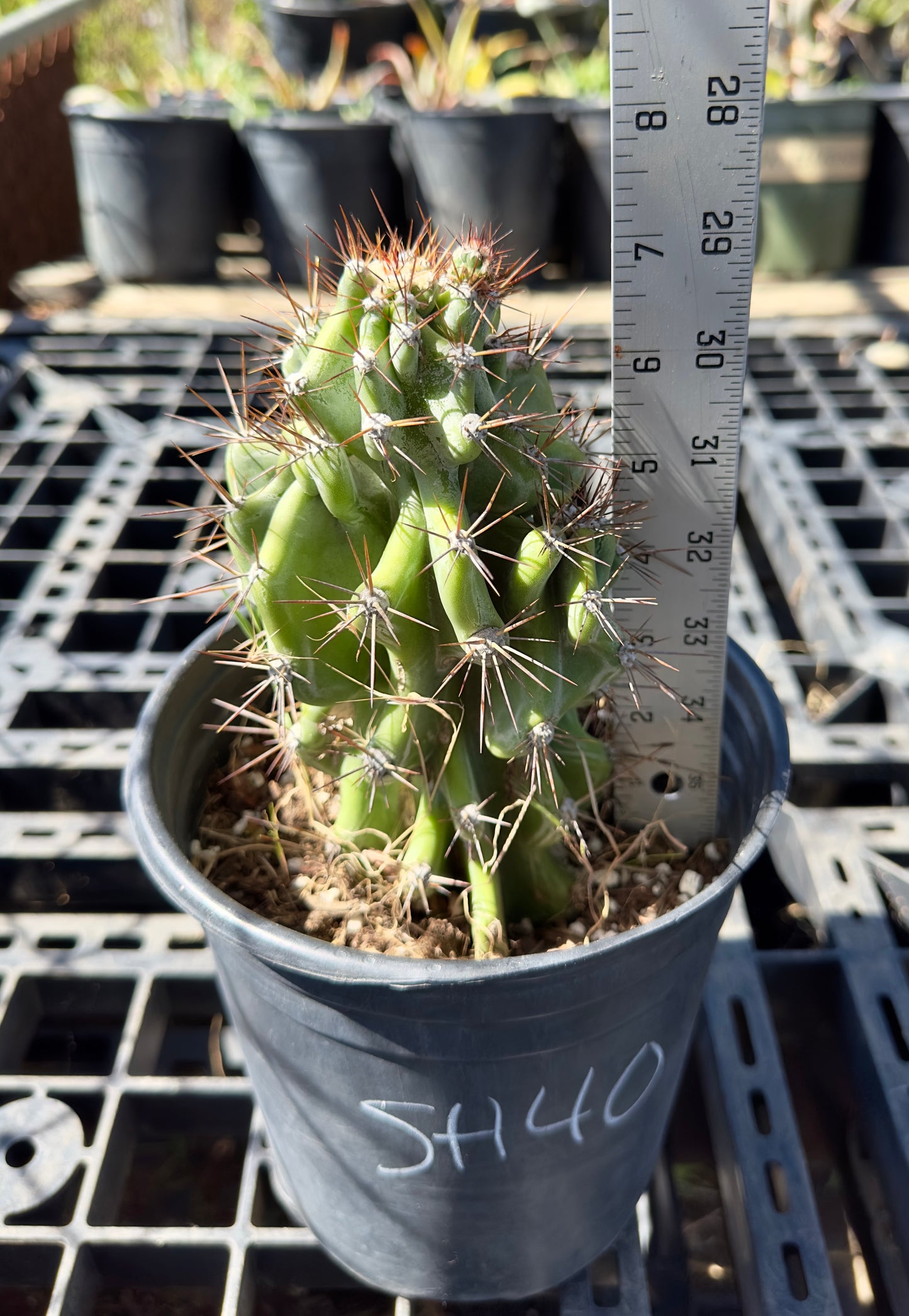 Peruvianus Monstrose 'Red Spine' SH40