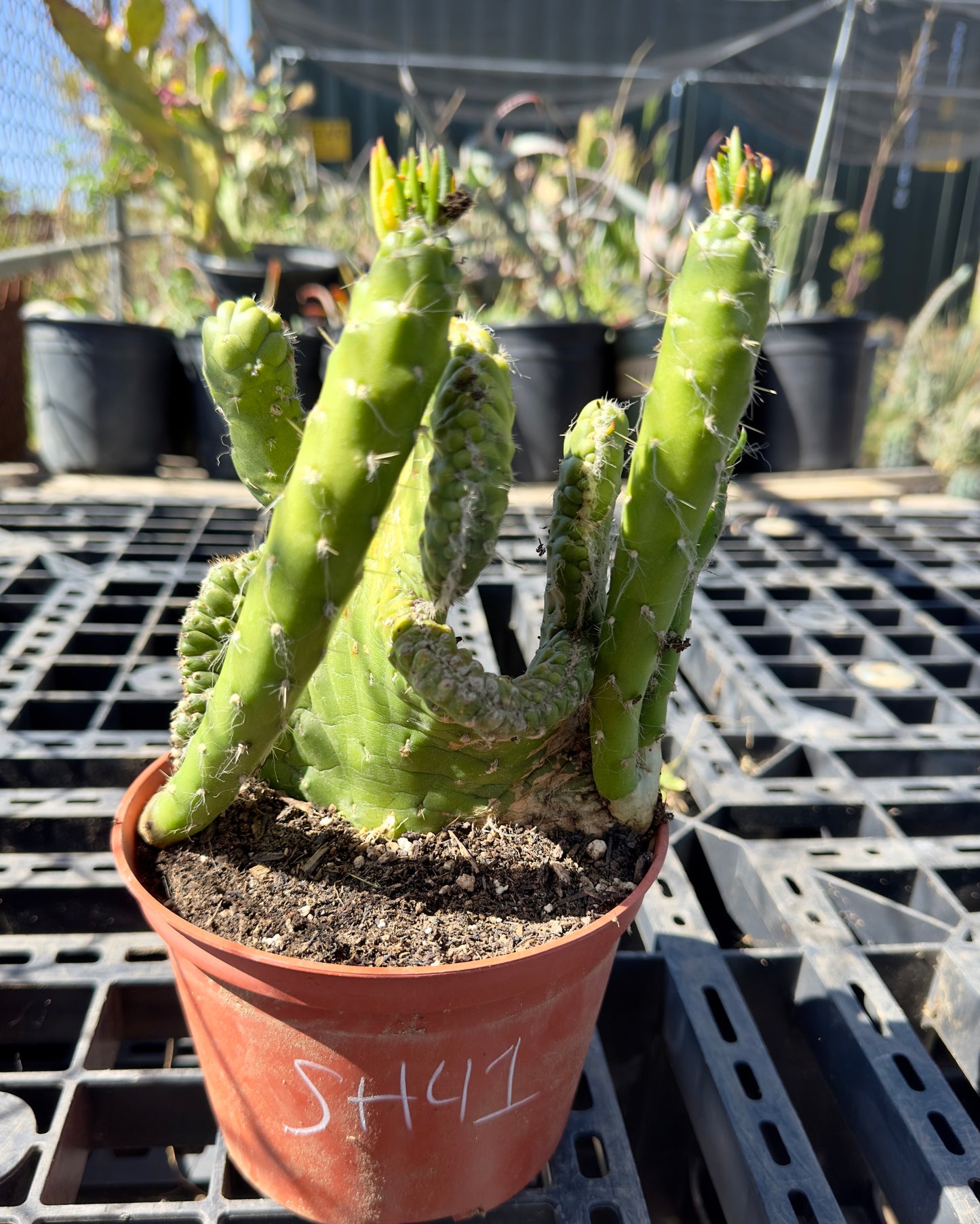 Crested Eve's Needle - Austrocylindropuntia subulata f. cristata SH41