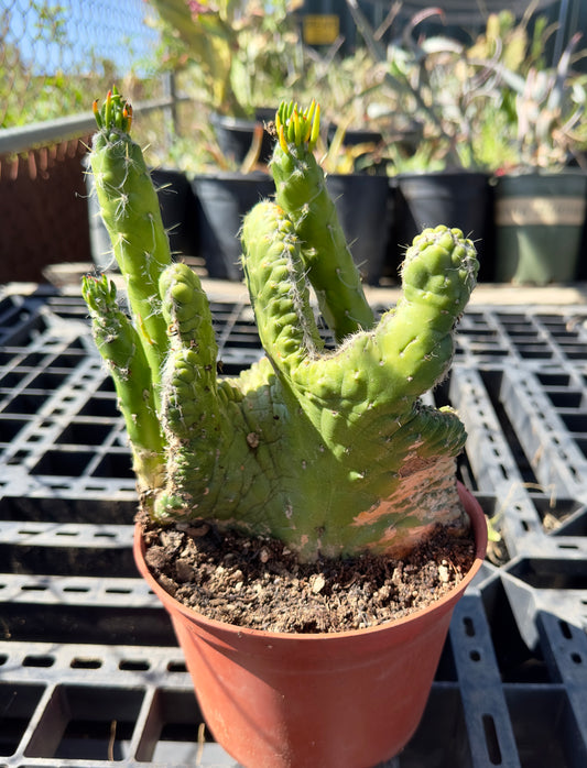Crested Eve's Needle - Austrocylindropuntia subulata f. cristata SH41