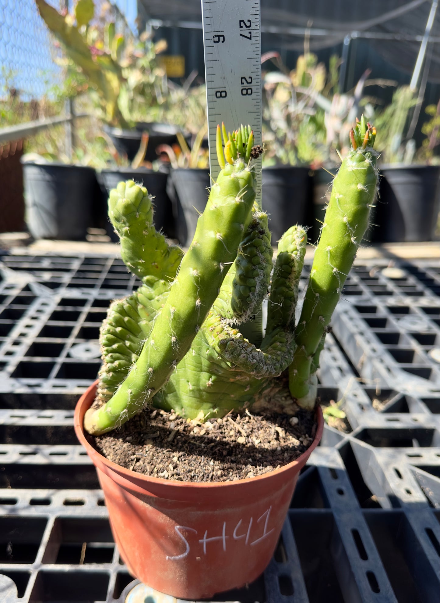Crested Eve's Needle - Austrocylindropuntia subulata f. cristata SH41