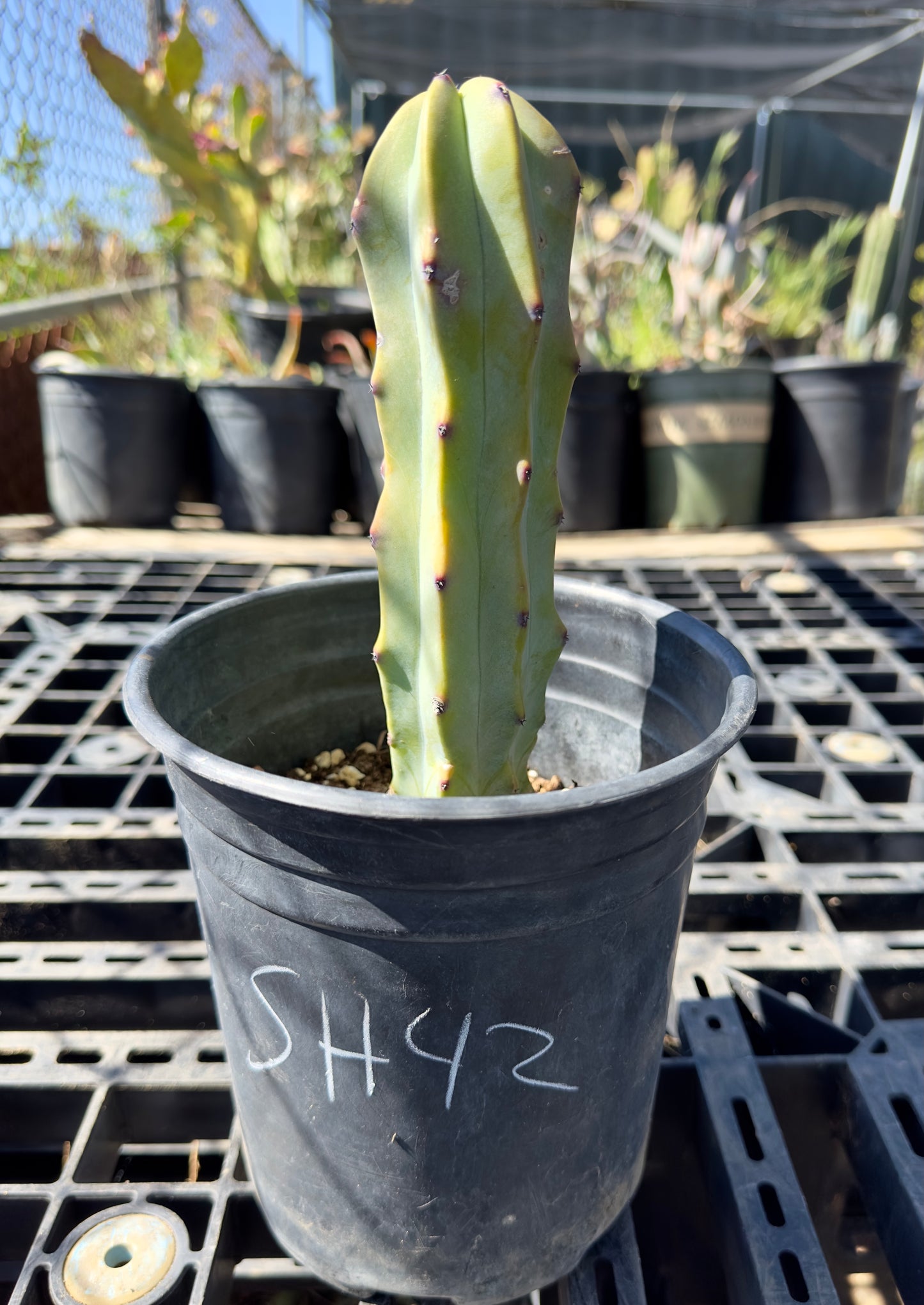 Myrtillocactus geometrizans - Blue Myrtle Cactus SH42